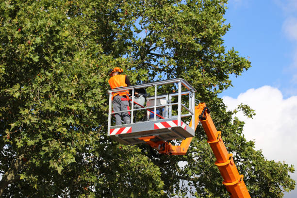 Best Residential Tree Removal  in Harlingen, TX